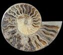 Choffaticeras (Daisy Flower) Ammonite - Madagascar #80914-1